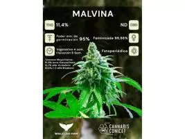 Semillas Malvina Cannabis Conicet x 4 Unidades. - Imagen 2