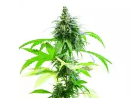 Semillas Malvina Cannabis Conicet x 4 Unidades. - Imagen 4