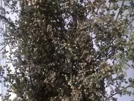 Hierba medicinal Artemisia annua x 250 gr infusión - Imagen 1
