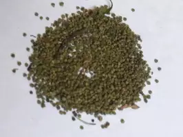 Combo 6 semillas hierbas medicinales p/ germinar - Imagen 1