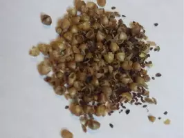 Combo 6 semillas hierbas medicinales p/ germinar - Imagen 4