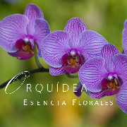 Orquídea Esencias Florales